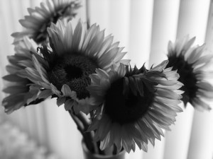 a black and white photo close up at the top of a sunflower arrangement