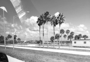 a black and white photo of palm trees lining the tampa bay 