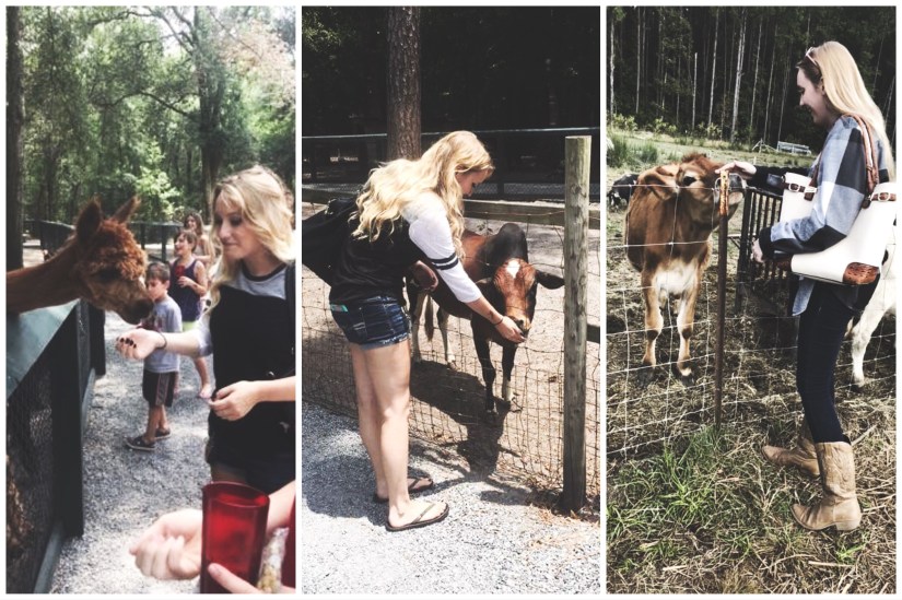 a three panel collage of me at a petting zoo interacting with llamas and cows 