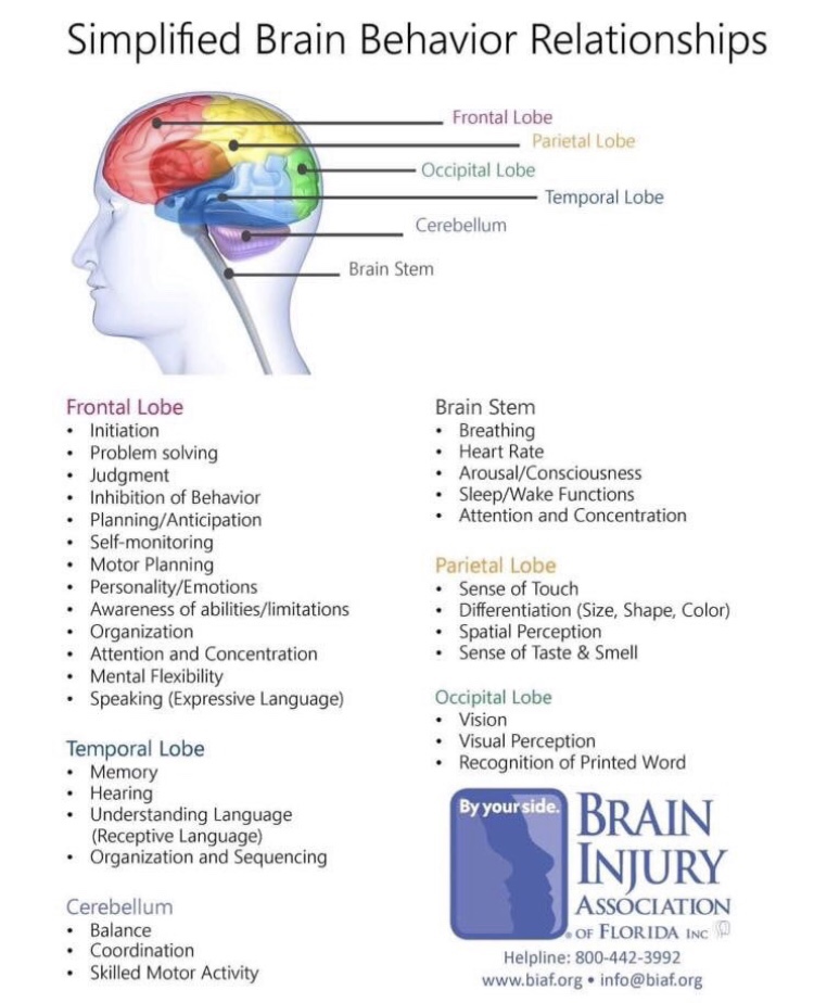 a graphic depicting different lobes of the brain and color coding the areas to different behaviors we experience