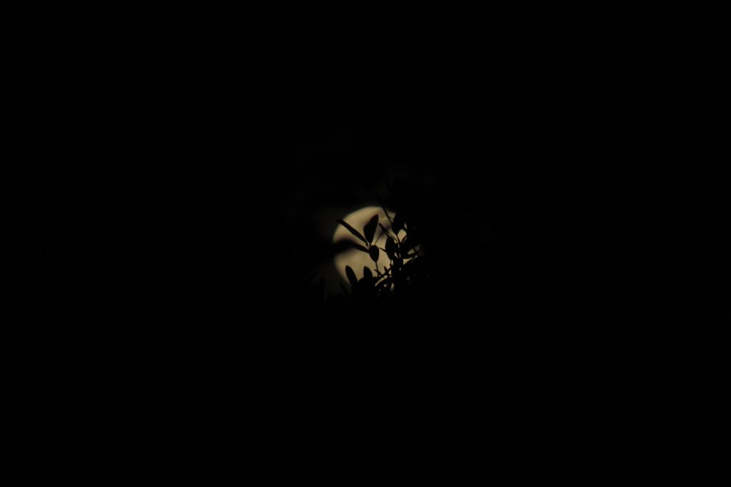 Full moon covered by leaves. 