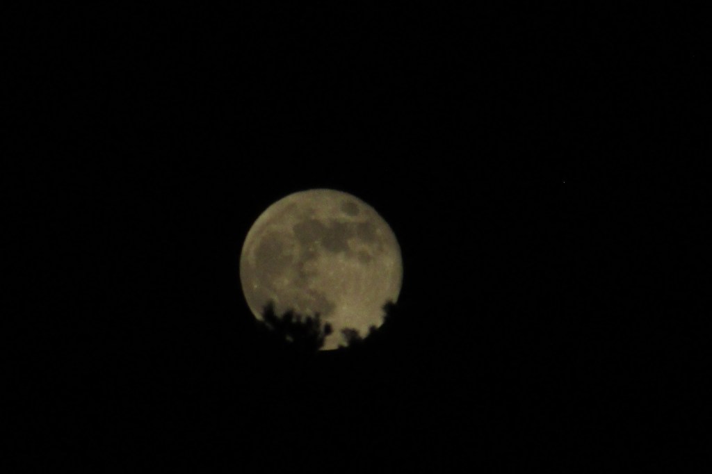 Full moon rising over the trees