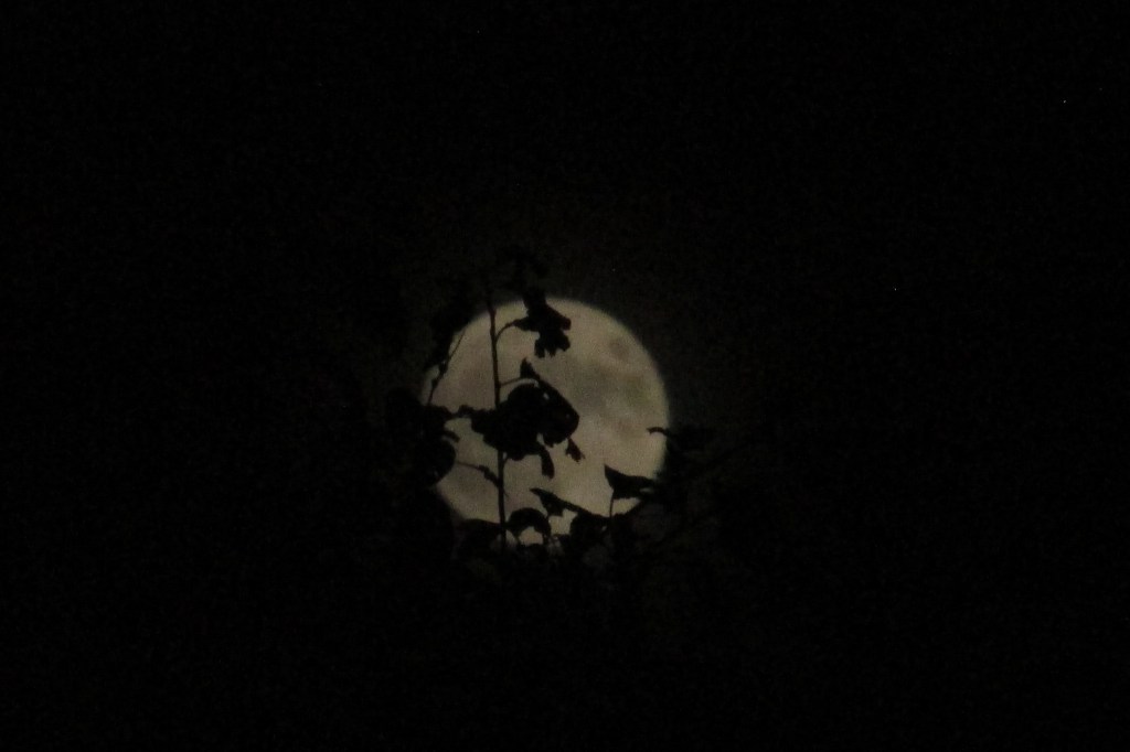 full moon hidden behind sharp edged leaves