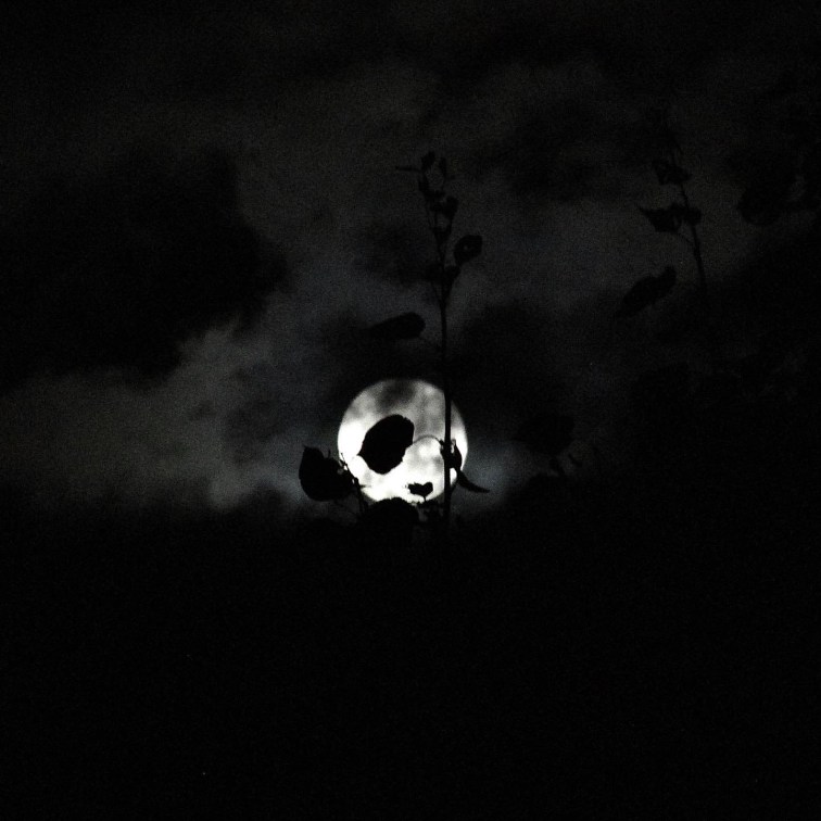 Photo of the moon peaking up behind creepy clouds and the tips of trees. 