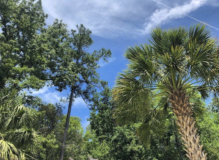 Green tree line with palm trees and tall pines against a bright blue summer sky