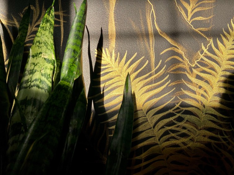Sunset hitting the top of a dark green snake plant, it’s up against a black painted wall that has been adorned in golden fern fronds that sparkle in the sunlight