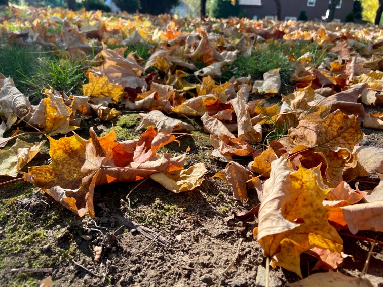 A ground level shot showing the fallen orange and red leaves sweeping across the ground