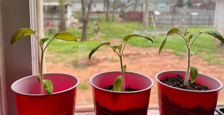 3 red solo cups with beef steak tomato saplings, theyve grown taller and have a third set of leaves forming