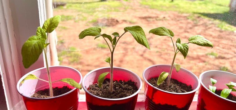 3 beef steak tomato saplings in red solo cups. The 4th set of leaves is beginning to push out along the center with each plant looking fuller