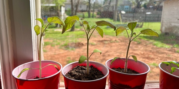 the three beefsteak tomato saplings, now nearly 4 inches tall with clusters of leaves on each stem. 