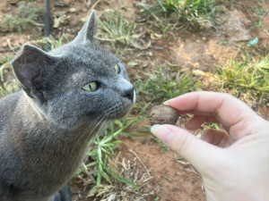 a grey cat with a snipped ear and green eyes sniffs at the pecan I hold between my fingers